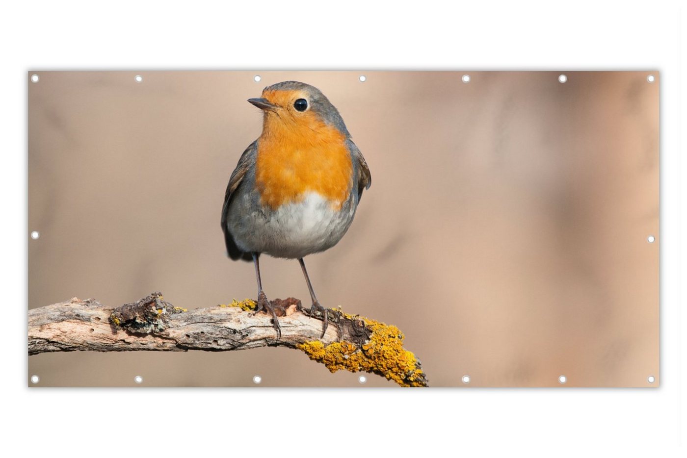 MuchoWow Balkonsichtschutz Rotkehlchen - Vogel - Zweig - Tiere (1-St) Balkonbanner, Sichtschutz für den Balkon, Robustes und wetterfest von MuchoWow