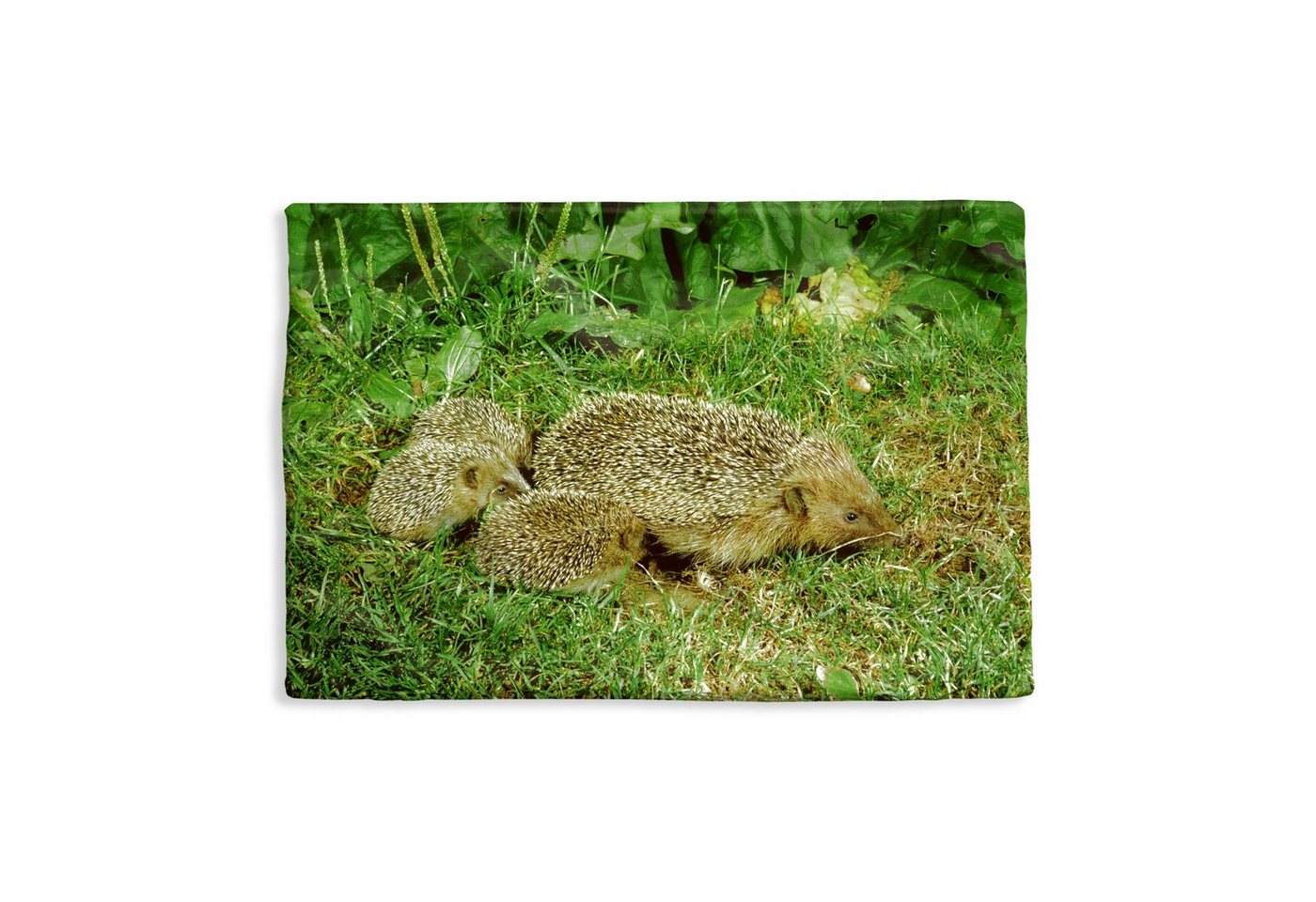 MuchoWow Dekokissen Igel mit drei Igelbabys, Kissenbezug für Sofa, Dekorationkissen, Kissenhüllen, 50x30 cm von MuchoWow