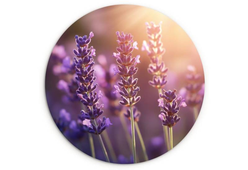 MuchoWow Gemälde Lavendelblüten - Lila - Sonnenlicht, Fotodruck (1 St), Kreis Wanddekoration, Rundes Wandbild, 30x30 cm von MuchoWow