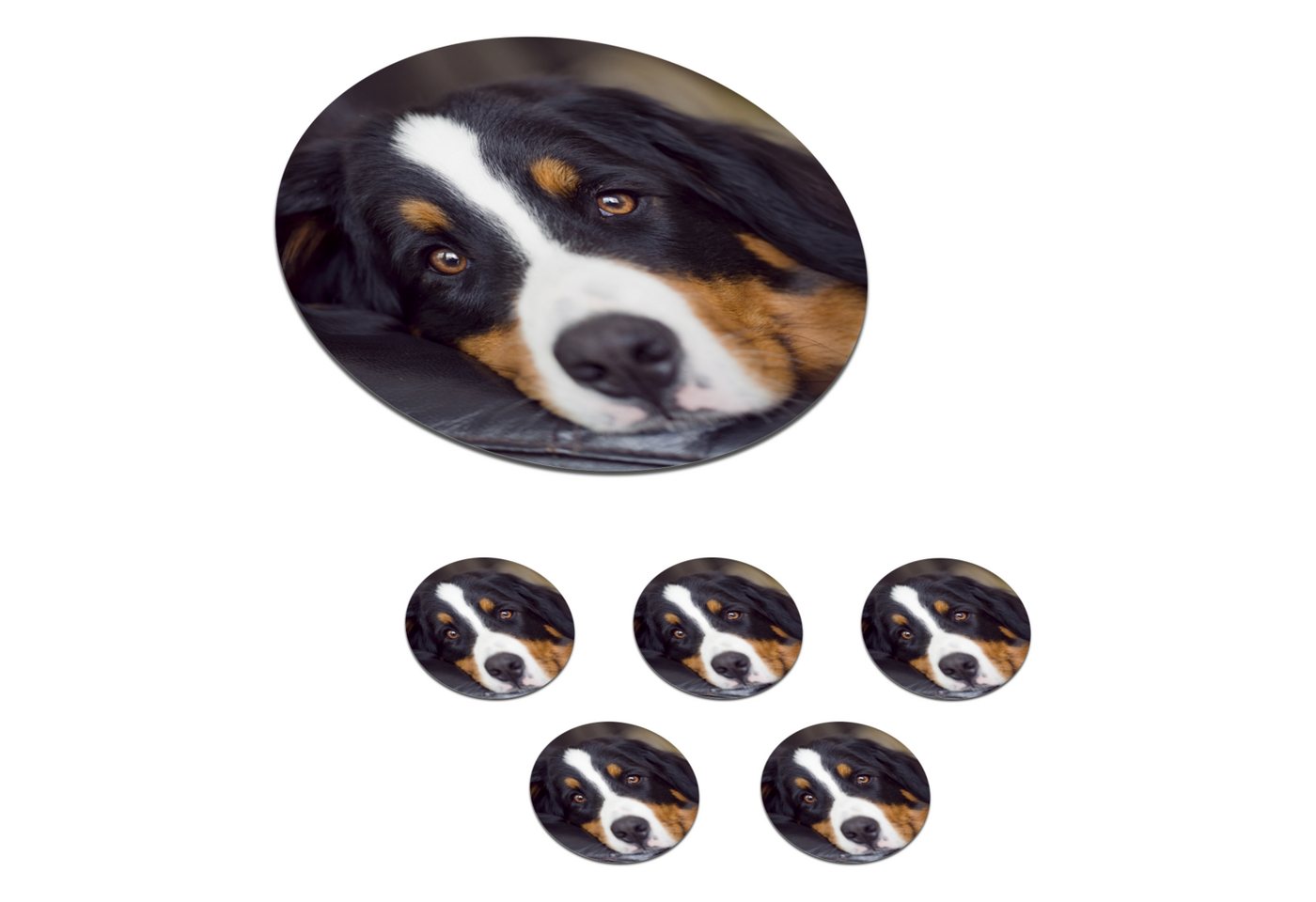 MuchoWow Glasuntersetzer Ein Berner Sennenhund liegt auf dem Sofa, Zubehör für Gläser, 6-tlg., Getränkeuntersetzer, Rund, Tassenuntersetzer Kork, 10x10 cm MuchoWow Glasuntersetzer Ein Berner Sennenhund liegt auf dem Sofa, Zubehör für Gläser, 6-tlg., Getränkeuntersetzer, Rund, Tassenuntersetzer Kork, 10x10 cm von MuchoWow