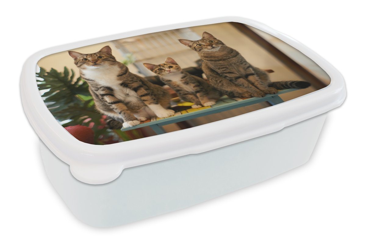 MuchoWow Lunchbox Drei Katzen auf kleinem Tisch, Kunststoff, (2-tlg), Brotdose Schule oder Arbeit, Brotbox für Kinder und Erwachsene MuchoWow Lunchbox Drei Katzen auf kleinem Tisch, Kunststoff, (2-tlg), Brotdose Schule oder Arbeit, Brotbox für Kinder und Erwachsene von MuchoWow