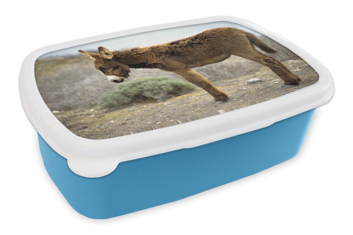 MuchoWow Lunchbox Einsamer Esel in karger Landschaft, Kunststoff, (2-tlg), Brotdose für kindergarten, Vesperbox, Snackbox, Brotbox, Jungen von MuchoWow