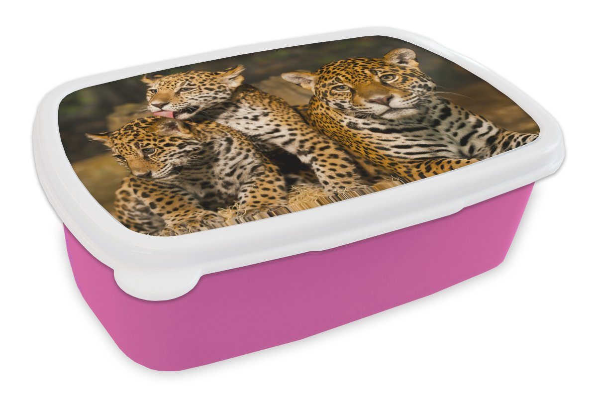 MuchoWow Lunchbox Leopard - Wilde Tiere - Natur, Kunststoff, (2-tlg), Brotdosen, Lunch Box, Brotbox für Kinder und Erwachsene MuchoWow Lunchbox Leopard - Wilde Tiere - Natur, Kunststoff, (2-tlg), Brotdosen, Lunch Box, Brotbox für Kinder und Erwachsene von MuchoWow