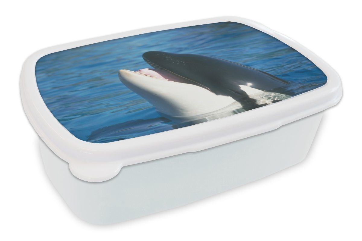 MuchoWow Lunchbox Orca nahe der Wasseroberfläche, Kunststoff, (2-tlg), Brotbox für Kinder und Erwachsene, Brotdose, für Jungs und Mädchen von MuchoWow