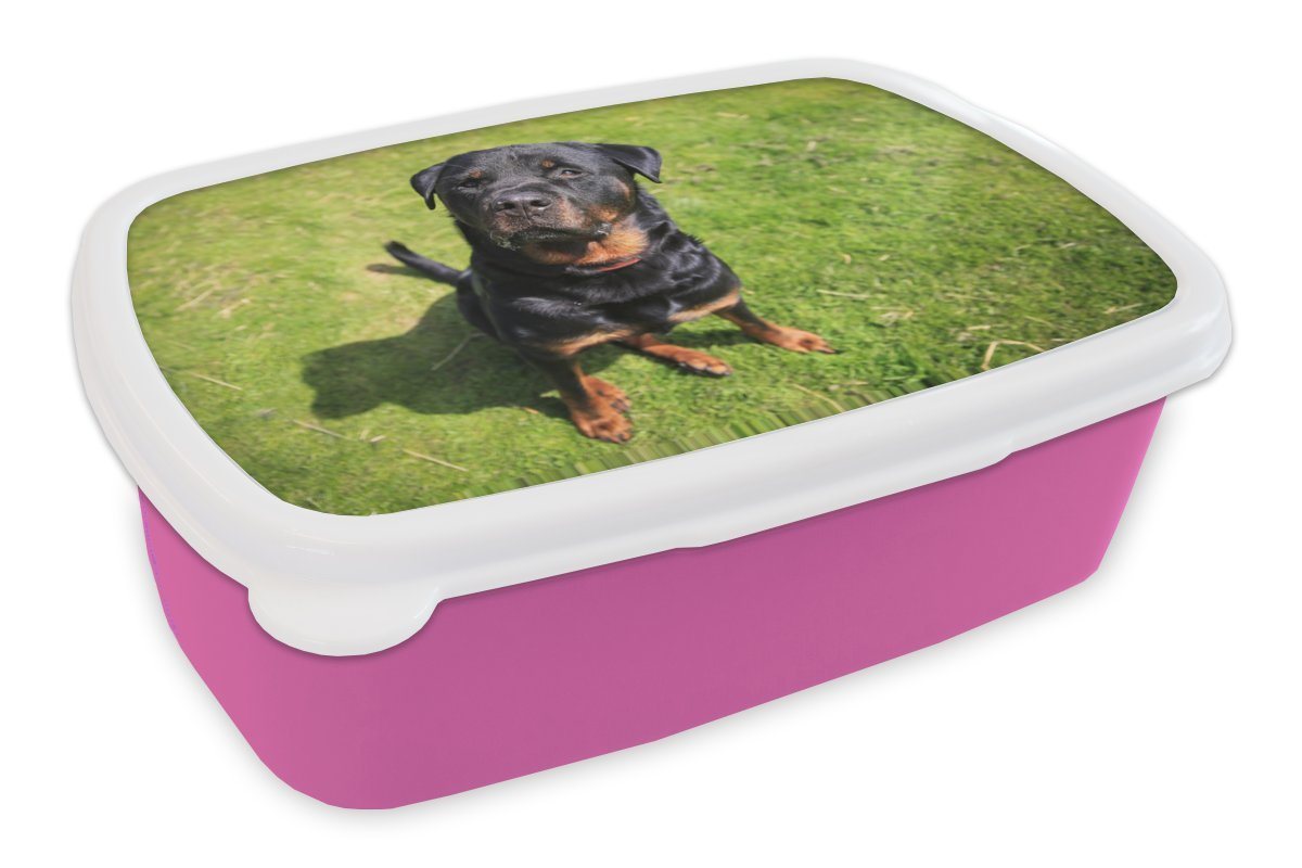 MuchoWow Lunchbox Rottweiler schaut seinen Besitzer an, Kunststoff, (2-tlg), Brotbox für Erwachsene, Brotdose Kinder, Snackbox, Mädchen, Kunststoff von MuchoWow