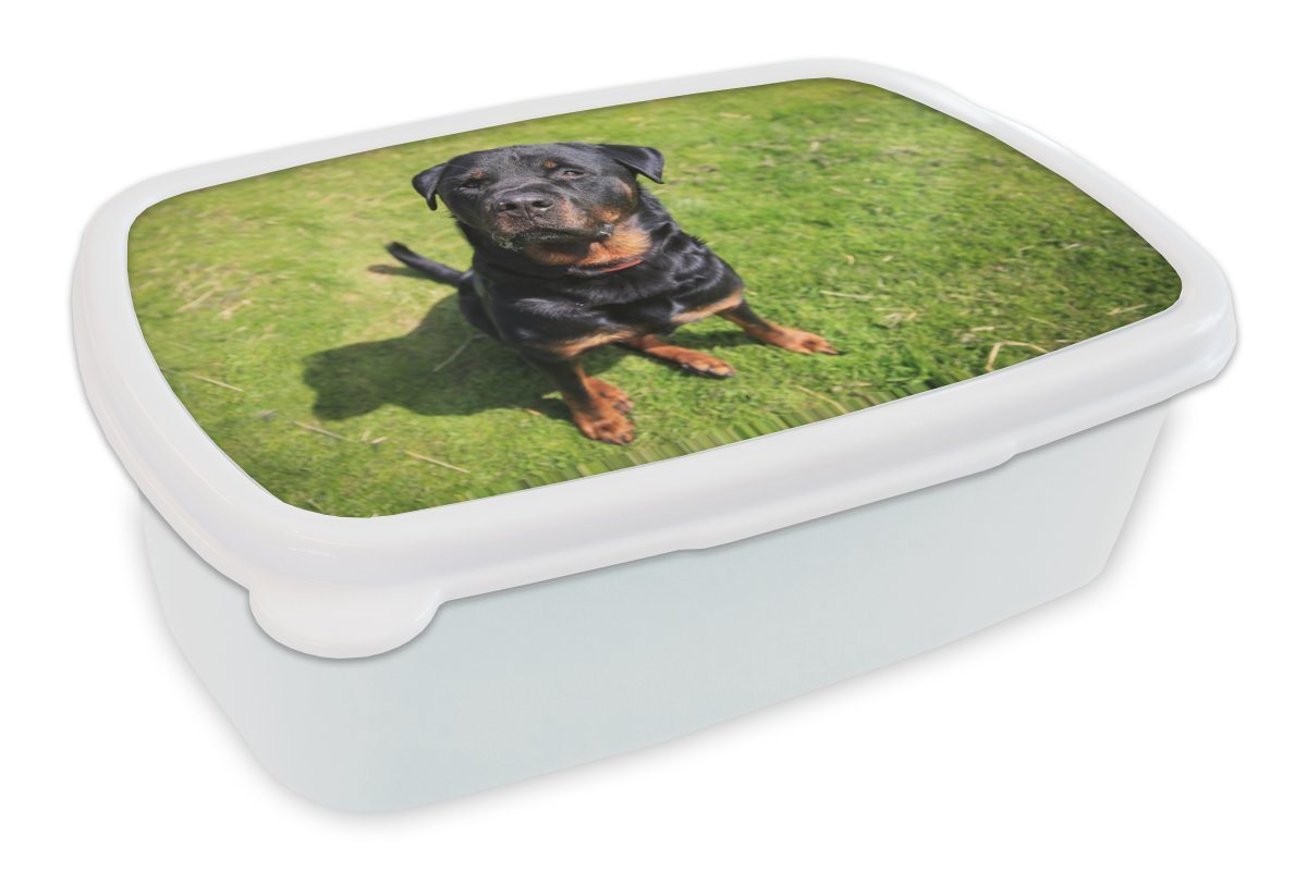 MuchoWow Lunchbox Rottweiler schaut seinen Besitzer an, Kunststoff, (2-tlg), Brotbox für Kinder und Erwachsene, Brotdose, für Jungs und Mädchen von MuchoWow