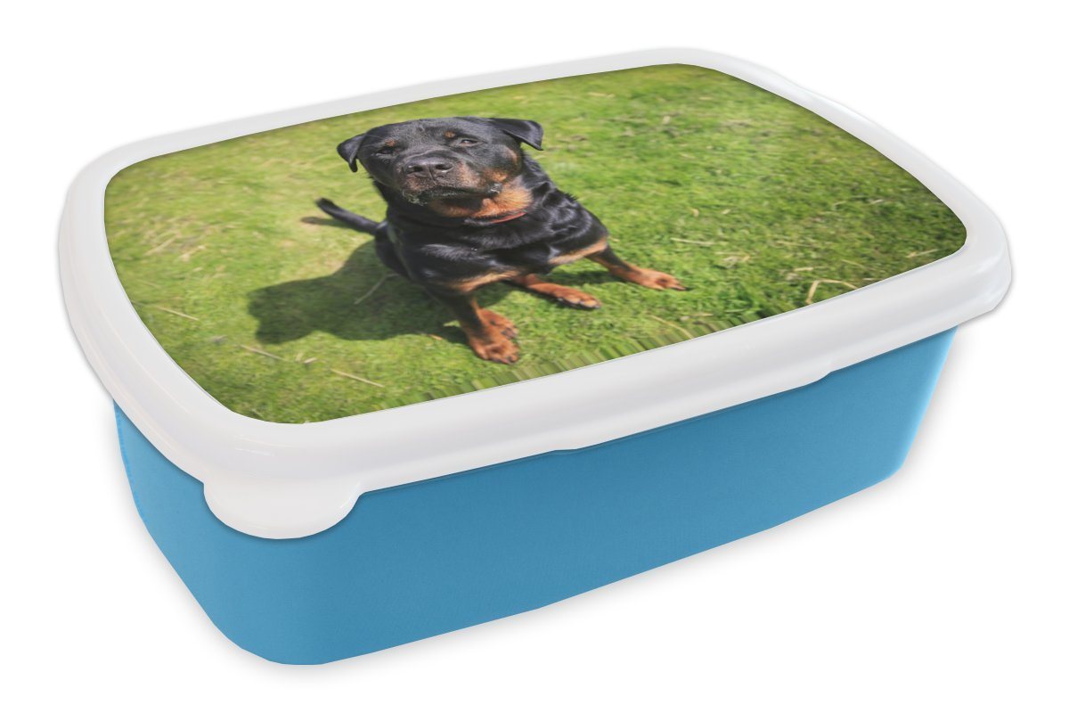 MuchoWow Lunchbox Rottweiler schaut seinen Besitzer an, Kunststoff, (2-tlg), Brotdose für kindergarten, Vesperbox, Snackbox, Brotbox, Jungen von MuchoWow