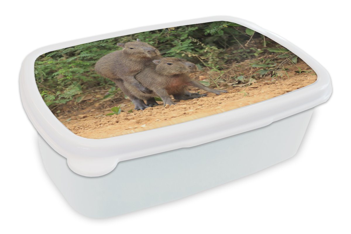 MuchoWow Lunchbox Zwei Capybara-Junge spielen miteinander, Kunststoff, (2-tlg), Brotbox für Kinder und Erwachsene, Brotdose, für Jungs und Mädchen von MuchoWow