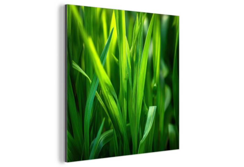 MuchoWow Metallbild Grashalme - Hell - Grün, Inkl. Aufhängung, Alu-Dibond-Druck, Wandbild aus Metall, Aluminium deko, 20x20 cm MuchoWow Metallbild Grashalme - Hell - Grün, Inkl. Aufhängung, Alu-Dibond-Druck, Wandbild aus Metall, Aluminium deko, 20x20 cm von MuchoWow