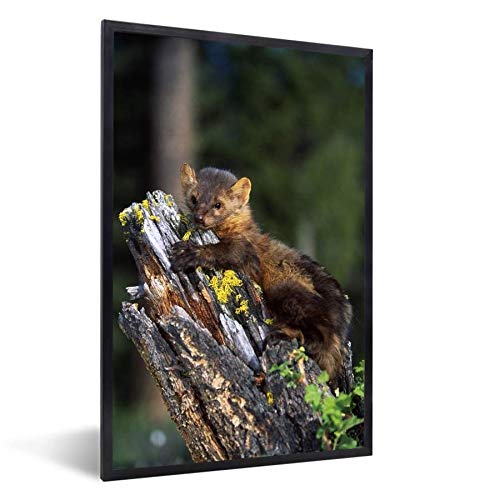 MuchoWow Poster Bilder Wanddeko Deko Wohnzimmer 40x60 cm Marder - Baum - Wald von MuchoWow