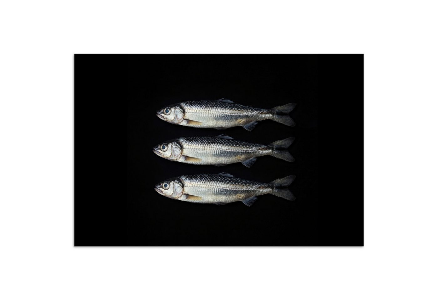 MuchoWow Poster Hering - Fisch - Schwarz, (1 St), Poster ohne Rahmen, Wandbild, Wandposter, 30x20 cm von MuchoWow