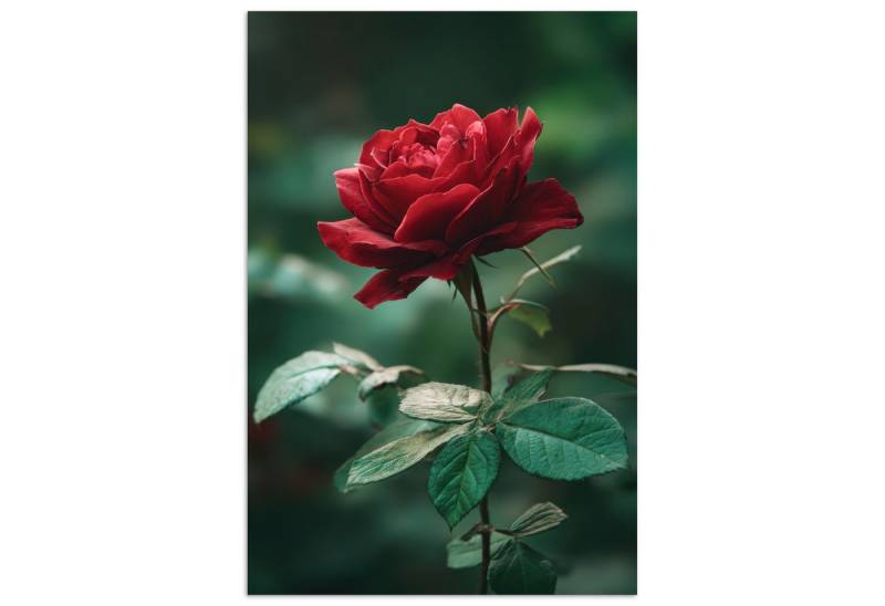 MuchoWow Poster Rose - Blätter - Tiefrot, (1 St), Poster ohne Rahmen, Wandbild, Wandposter, 20x30 cm von MuchoWow