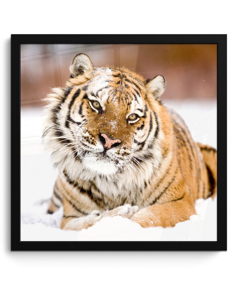 MuchoWow Poster Tiger - Schnee - Weiß, (1 St), Bilderrahmen, Wand Dekoration Schlafzimmer, 40x40 cm von MuchoWow