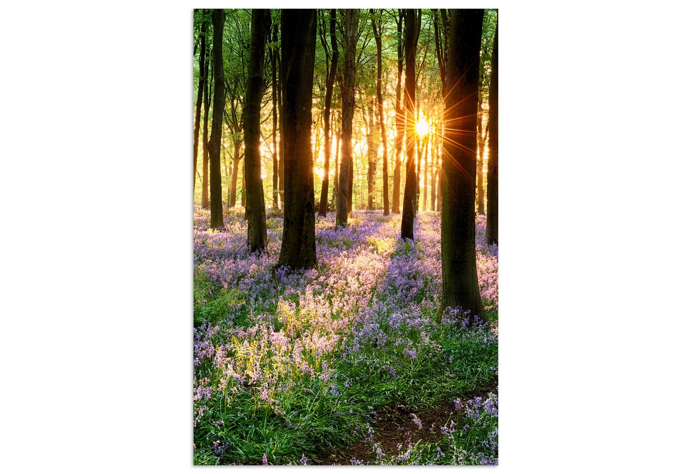 MuchoWow Poster Wald - Blumen - Lavendel - Sonne - Lila - Natur, (1 St), Poster ohne Rahmen, Wandbild, Wandposter, 20x30 cm von MuchoWow