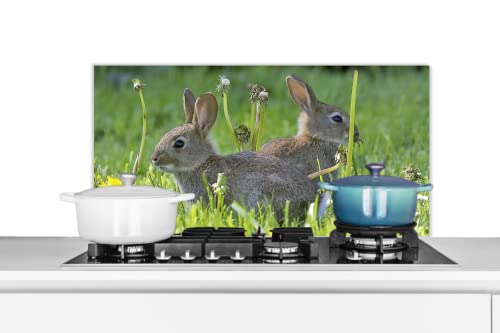 Spritzschutz Küche Küchenrückwand Alu Poster Bilder 80x40 cm Kaninchen - Blumen - Gras von MuchoWow