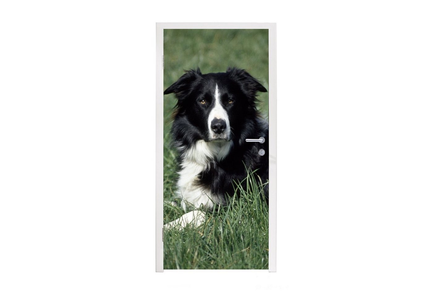 MuchoWow Türtapete Border Collie liegt im hohen grünen Gras, Matt, bedruckt, (1 St), Fototapete für Tür, Türaufkleber, 75x205 cm von MuchoWow