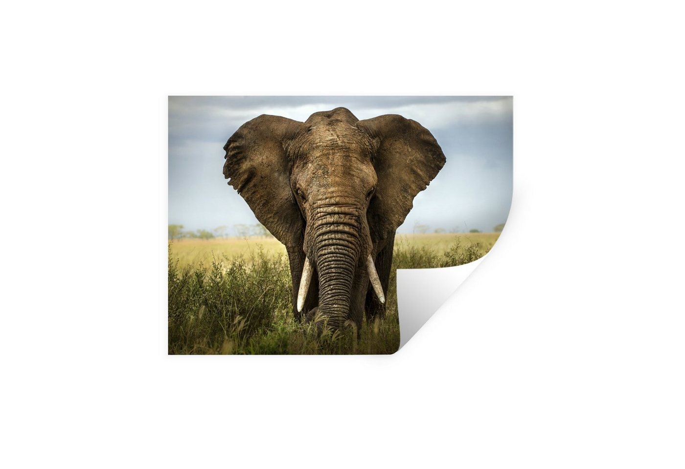 MuchoWow Wandsticker Elefant - Natur - Gras - Tiere - Landschaft (1 St), Wandaufkleber, Wandtattoo, Selbstklebend, Wohnzimmer, Schlafzimmer von MuchoWow