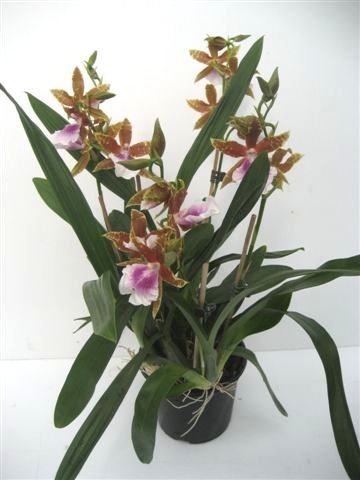 Mühlan - Orchideenmix 2 Pflanzen mit je Zwei Rispen von Mühlan Orchideen