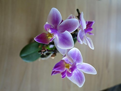 Mühlan - Orchideenmix - Mini 2 echte Pflanzen mit je Zwei Rispen von Mühlan Orchideen