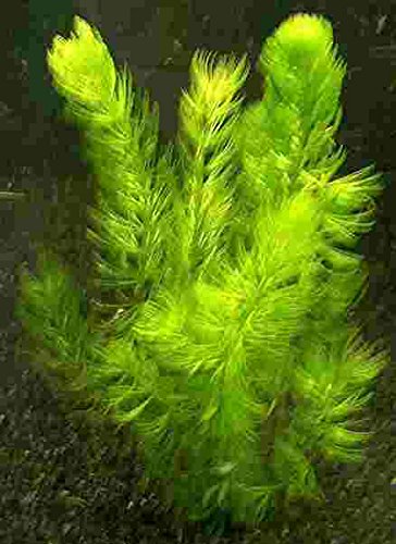 1 Bund Hornkraut, Ceratophyllum demersum, für Teich und Aquarium von Mühlan Wasserpflanzen