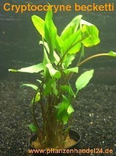 1 Topf Cryptocoryne becketii, Wasserpflanzen von Mühlan Wasserpflanzen