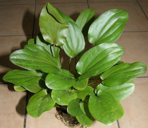 1 Topf Echinodorus Lothario, Wasserpflanzen von Mühlan Wasserpflanzen