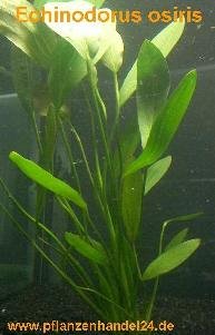 1 Topf Echinodorus Osiris, Aquariumpflanzen von Mühlan Wasserpflanzen