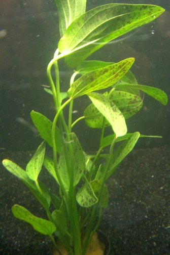 1 Topf Echinodorus Ozelot grün, Aquarienpflanzen von Mühlan Wasserpflanzen