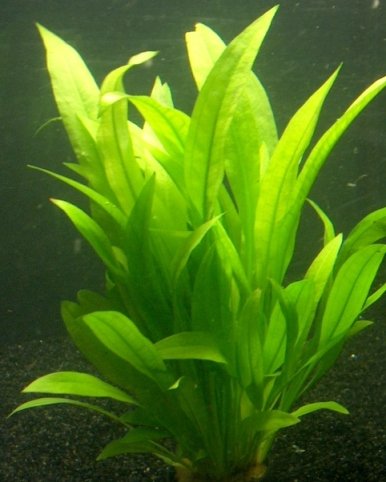 1 Topf Echinodorus Paniculatus, Wasserpflanzen von Mühlan Wasserpflanzen