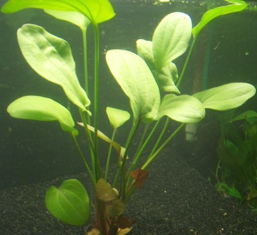 1 Topf Echinodorus rubra, Rubin, Aquariumpflanzen von Mühlan Wasserpflanzen