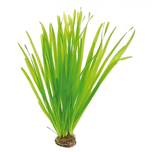 1 Topf Vallisneria spiralis, Schraubenvallisnerien von Mühlan Wasserpflanzen