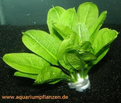 1 lose Echinodorus Tropica, kleine Schwertpflanze von Mühlan Wasserpflanzen