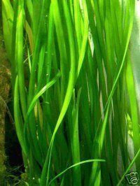 10 Bunde Vallisnerien gigantea, Wasserpflanzen für die Bepflanzung hoher Aquarien 10 Bunde Vallisnerien gigantea, Wasserpflanzen für die Bepflanzung hoher Aquarien von Mühlan Wasserpflanzen