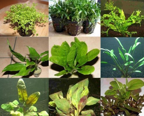 10 Töpfe 5 Sorten Aquarienpflanzen, Wasserpflanzen von Mühlan Wasserpflanzen