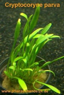 10 Töpfe Cryptocoryne parva, Wasserpflanzen von Mühlan Wasserpflanzen