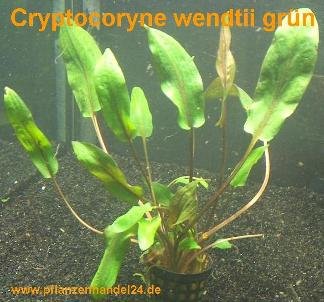 10 Töpfe Cryptocoryne wendtii grün, Wasserpflanzen von Mühlan Wasserpflanzen