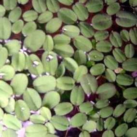 10 x Büschelfarn (Salvinia auriculata) gegen Algen von Mühlan Wasserpflanzen