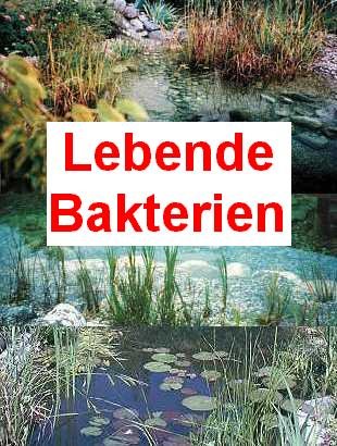 100 g lebende Bakterien + 2 große Schwimmpflanzen von Mühlan Wasserpflanzen