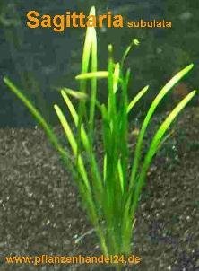 Mühlan Wasserpflanzen 15 Bunde Sagittaria subulata, Pfeilkraut, Aquarium von Mühlan Wasserpflanzen