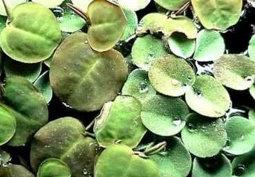 20 x Wasserwolfsmilch (Phyllanthus), Schwimmpflanze von Mühlan Wasserpflanzen