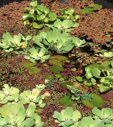 3 Büschelfarne + 3 Krebsscheren, Schwimmpflanzen für Teich von Mühlan Wasserpflanzen