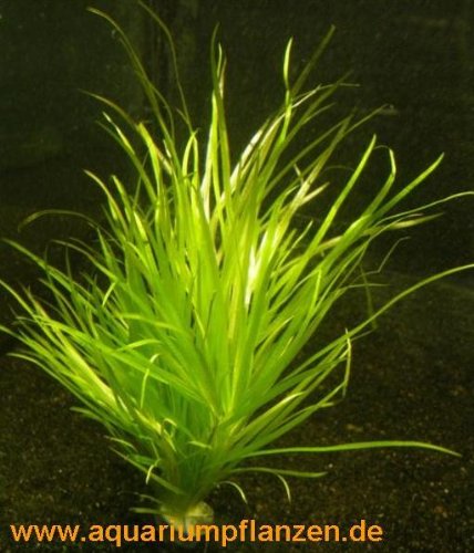 Mühlan Wasserpflanzen 3 Bund Blyxa Japonica, kleines Blyxkraut, Aquarium von Mühlan Wasserpflanzen