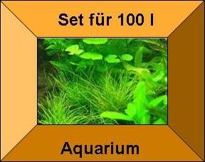 3 Töpfe + 3 Bund Wasserpflanzen, Aquarienpflanzen von Mühlan Wasserpflanzen