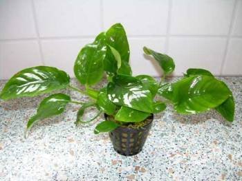 3 Töpfe Anubia Nana barschfeste Pflanzen, Aquarium von Mühlan Wasserpflanzen