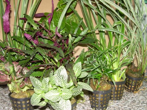 3 Töpfe Dekorpflanzen für Paludarium, Terrarium von Mühlan Wasserpflanzen