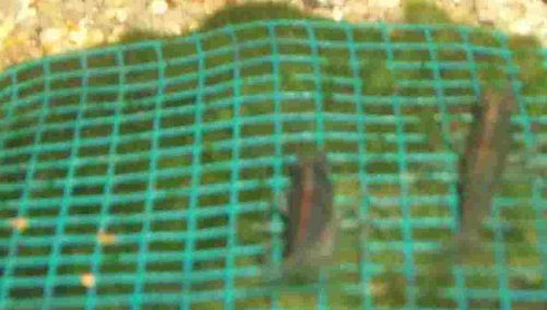 3 Wassergras Matte mit Gitter 15x10 cm, Moos von Mühlan Wasserpflanzen