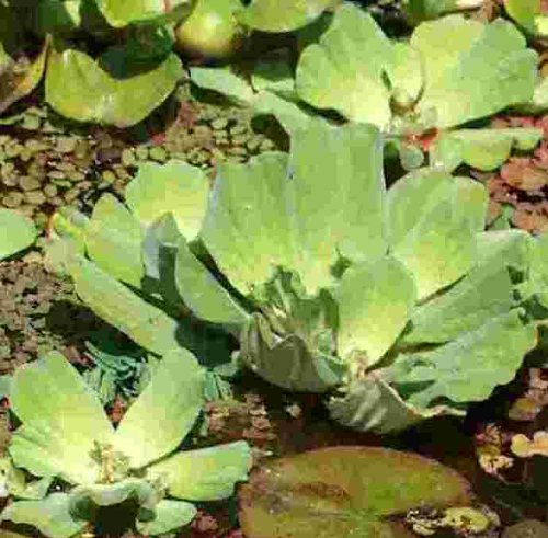 30 Grosse Muschelblumen, Pistia Stratiotes, für Teich von Mühlan Wasserpflanzen