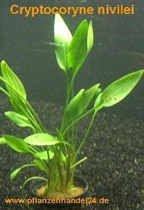 5 Töpfe Cryptocoryne nevilei, Aquariumpflanzen von Mühlan Wasserpflanzen