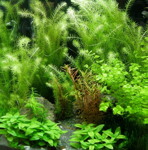 6 Bund - ca. 40 Aquariumpflanzen + Dünger, algenmindern, Bunte Unterwasserwelt - Mühlan von Mühlan Wasserpflanzen