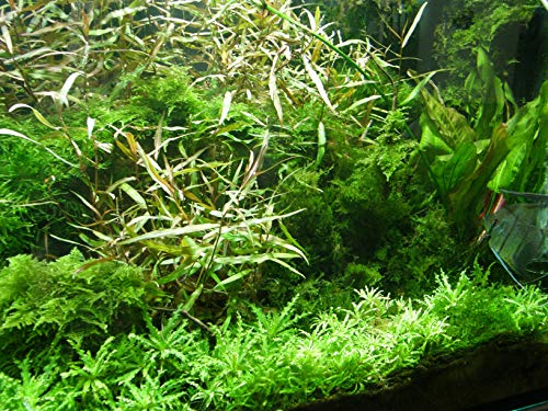 7 Bund - über 45 Wasserpflanzen, Aquariumpflanzen, algenmindern, gemischt für alle Aquarienbereiche von Mühlan Wasserpflanzen